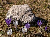 Einzelne Krokusse vor Stein